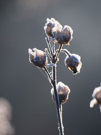 Close-up of frozen wilted plant