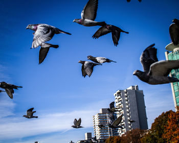 Low angle view of seagulls flying in sky