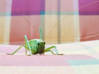 Close-up of grasshopper on wall