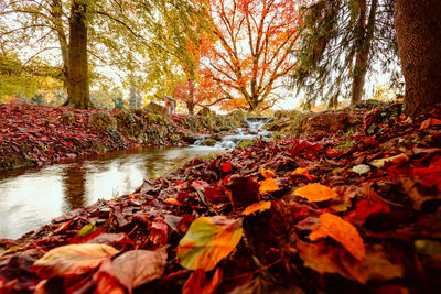 Scenic view of river in forest