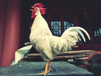 Rooster in cage
