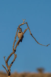 Low angle view of insect on tree against sky