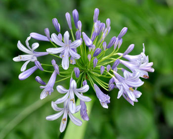 Close-up of purple flowering plant