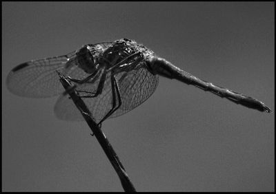 Close-up of insect perching on leaf