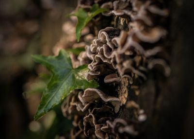 Close-up of plant