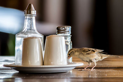 Sparrow bird on a table in a restaurant, picking food from the plate, pepper and salt