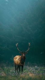 Deer standing on field