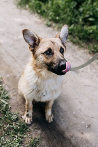 Cute dog with beautiful eyes sitting on the street among the green grass. 