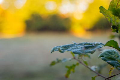 Close-up of leaves on plant in field