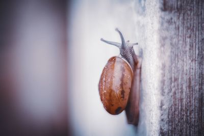 Close-up of snail on wall