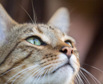 Close-up of cat