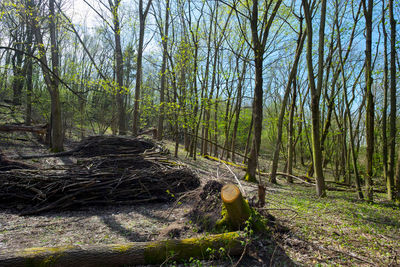 Trees in forest