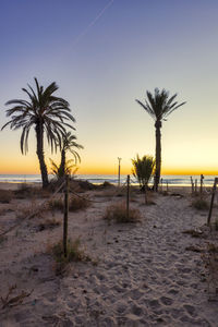 Palm trees on beach against sky during sunset