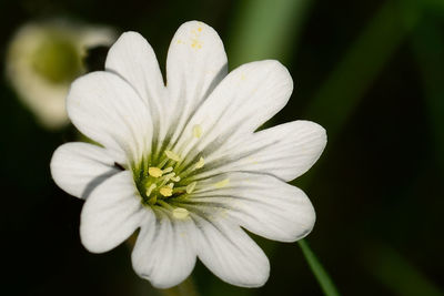 Close-up of white flower blooming outdoors