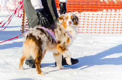 Low section of dog on snow