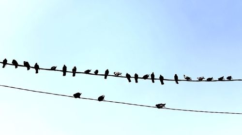 Birds perching on power lines against clear blue sky