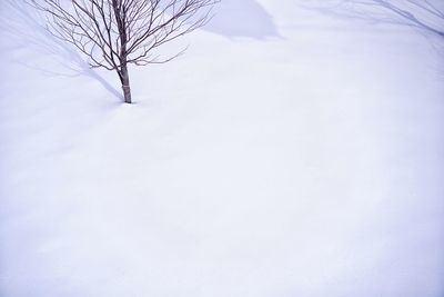 Bare tree on snow covered landscape