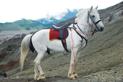 Horse standing on a land