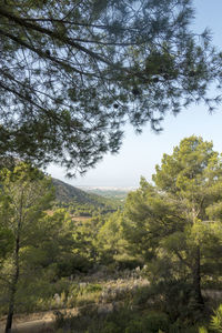 Low angle view of trees in forest against sky