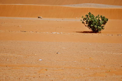 Scenic view of desert