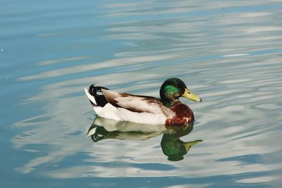 Close-up of duck swimming on lake