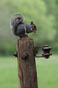 Squirrel on wooden post