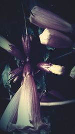 Close-up of flower over black background