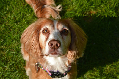 Dog on grass