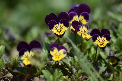 Close-up of yellow flowering plant