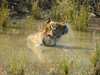 Portrait of cat drinking water in lake