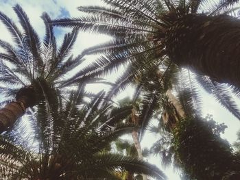 Low angle view of palm trees against sky