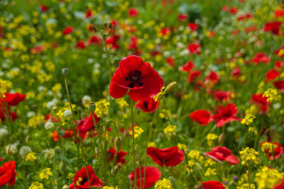 Close-up of red poppy flowers in field