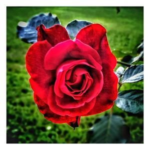 Close-up of red rose