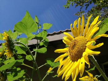 Close-up of yellow flower blooming against sky