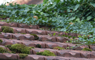 Close-up of plants