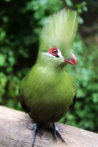 Close-up of bird perching on wood