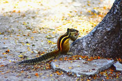 Close-up of lizard on rock