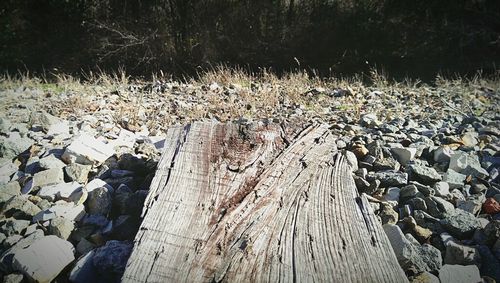 Logs in the forest