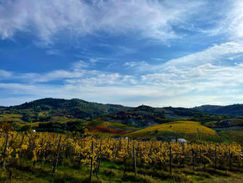 Scenic view of agricultural field against sky