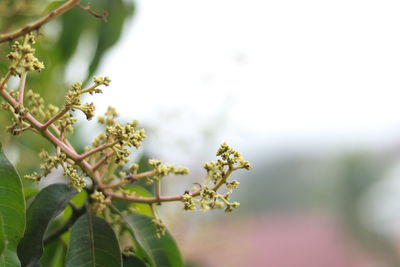 Close-up of flowering plant