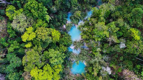 Drone view of trees in forest