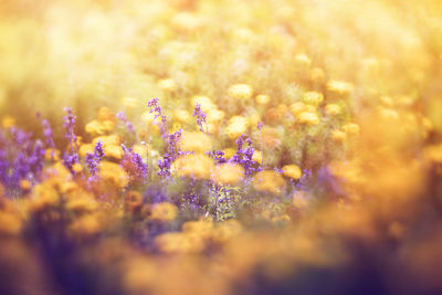 Close-up of purple flowering plant on field