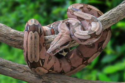 Suriname boa constrictor crowling on the branch with blurred green background.