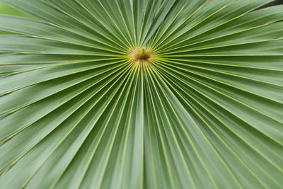 Close-up of palm leaf