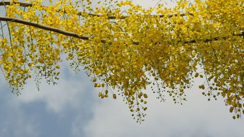 Low angle view of flowering tree against sky