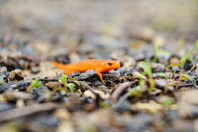 Close-up of orange leaf on rock