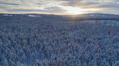 Aerial view of swedish forest at winter, dalarna county. sunset, north of sweden.