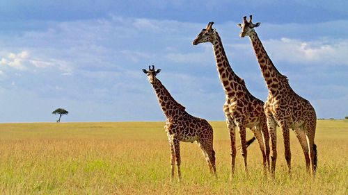 Giraffe standing on field against sky