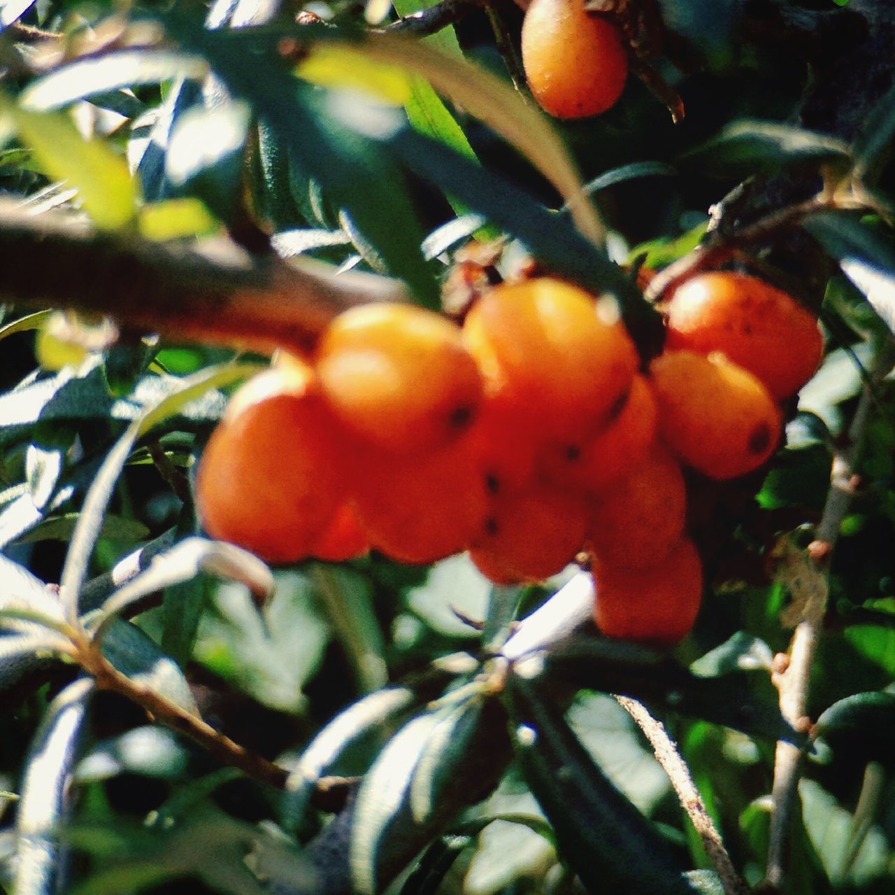 fruit, food and drink, freshness, food, healthy eating, growth, tree, leaf, branch, close-up, ripe, red, nature, low angle view, focus on foreground, orange color, no people, day, outdoors, hanging