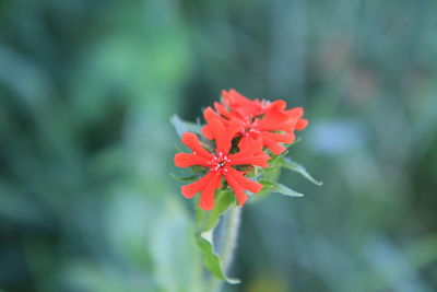 Close-up of red flowers blooming outdoors